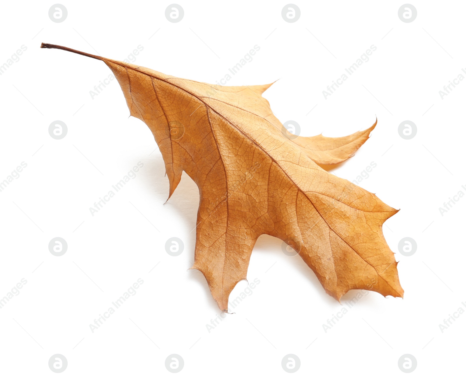 Photo of Beautiful autumn leaf on white background. Fall foliage