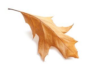 Beautiful autumn leaf on white background. Fall foliage