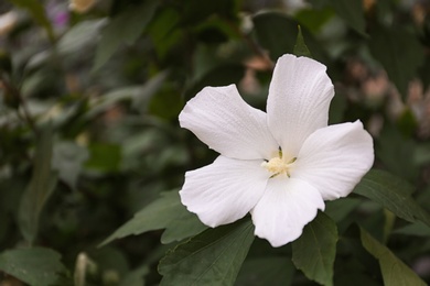 Beautiful tropical Hibiscus flower on bush outdoors