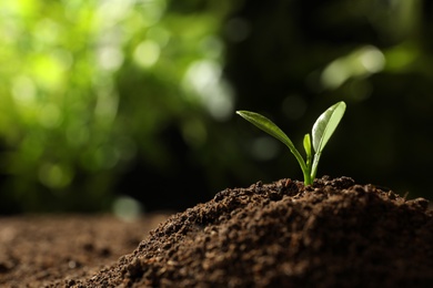 Photo of Young seedling in soil on blurred background, space for text