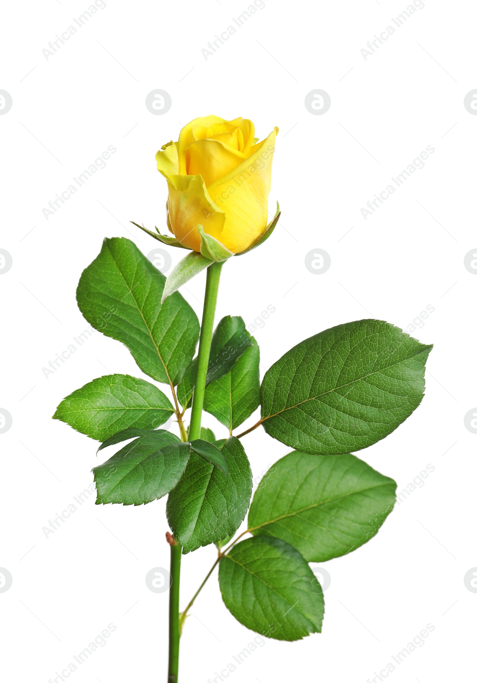 Photo of Beautiful blooming yellow rose on white background