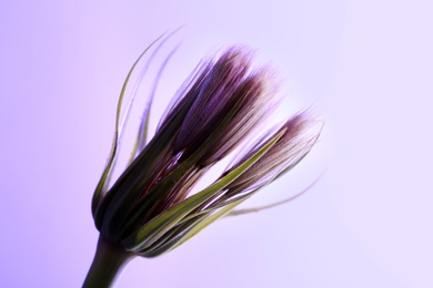 Dandelion seed head on color background, close up