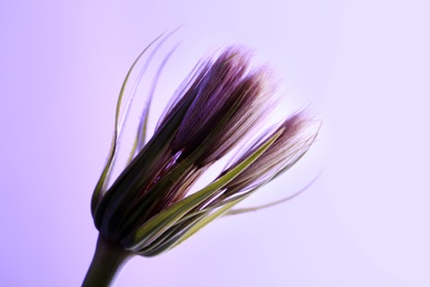 Photo of Dandelion seed head on color background, close up