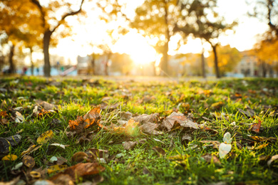 Fallen leaves on green grass in park. Bokeh effect