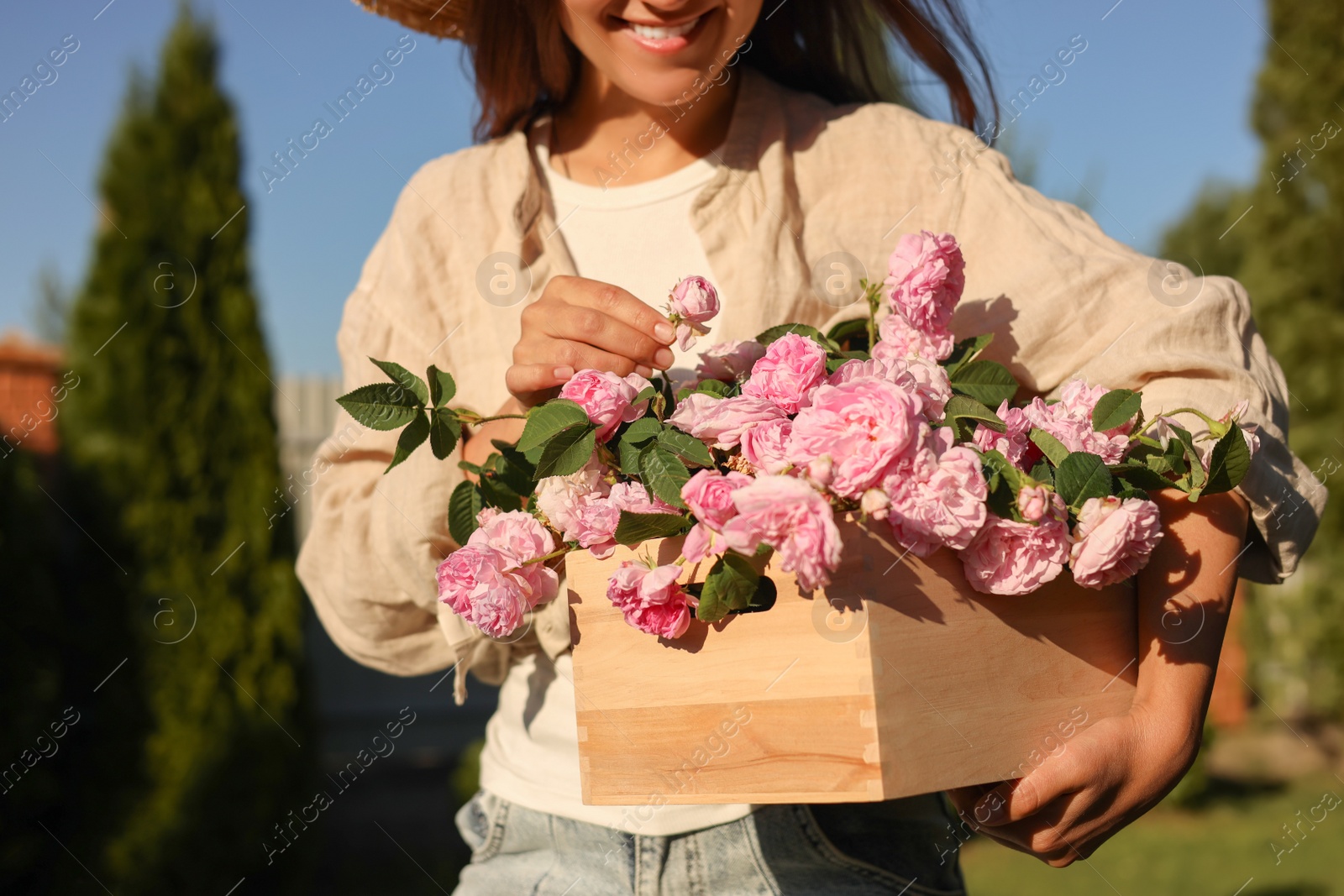 Photo of Woman holding crate with beautiful tea roses in garden, closeup