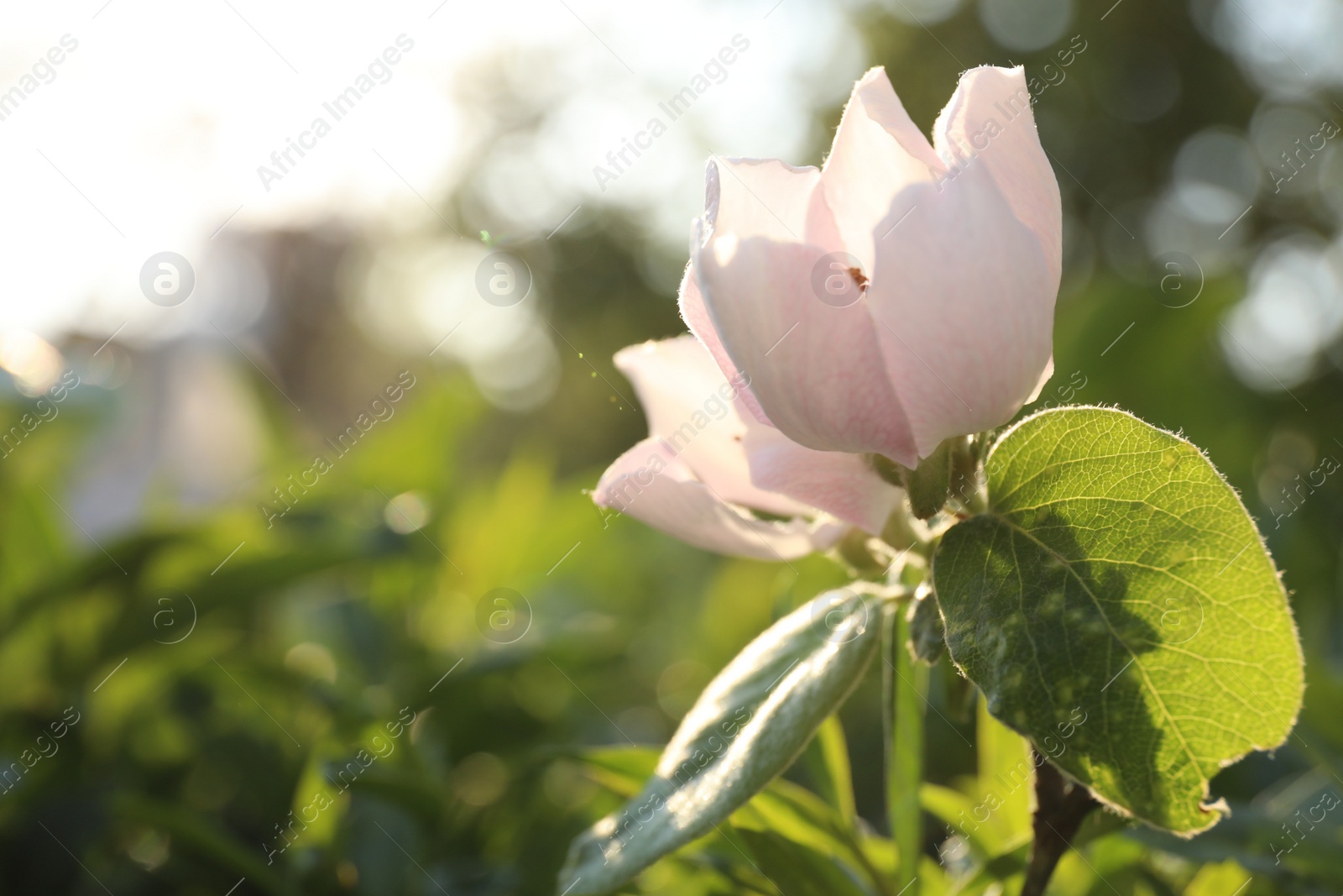 Photo of Closeup view of beautiful blossoming quince tree outdoors on spring day