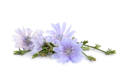 Photo of Beautiful tender chicory flowers on white background