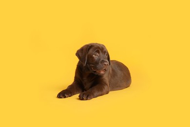 Cute chocolate Labrador Retriever puppy on yellow background
