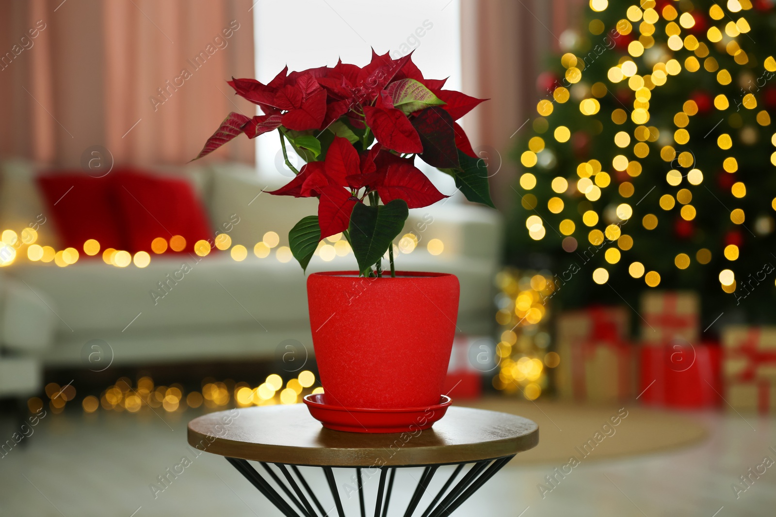 Photo of Potted poinsettia on coffee table in decorated room. Christmas traditional flower