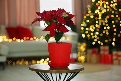 Photo of Potted poinsettia on coffee table in decorated room. Christmas traditional flower