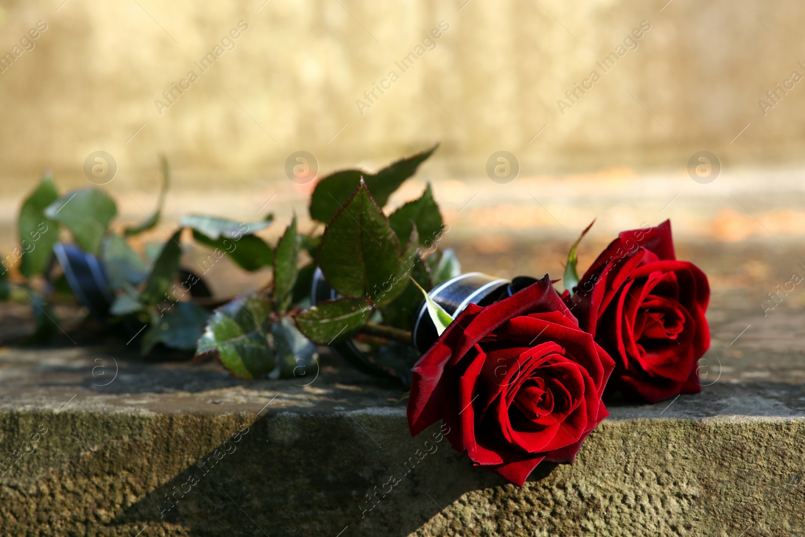Photo of Red roses on grey tombstone outdoors. Funeral ceremony