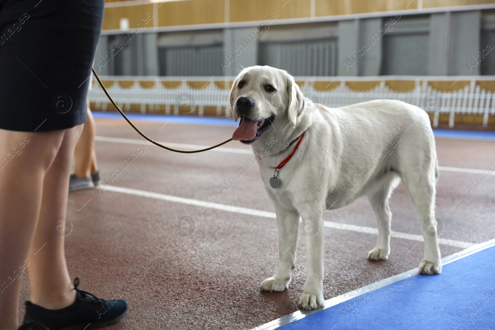 Image of Owner with adorable Labrador Retriever indoors at dog show, closeup