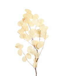 Photo of Beautiful eucalyptus branch with dried leaves on white background