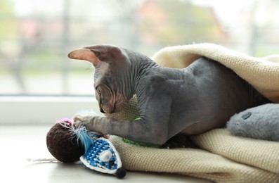 Adorable Sphynx kitten playing with toys near window at home. Baby animal