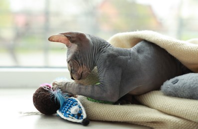 Photo of Adorable Sphynx kitten playing with toys near window at home. Baby animal