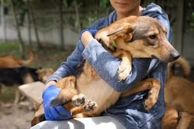 Photo of Female volunteer with homeless dog at animal shelter outdoors