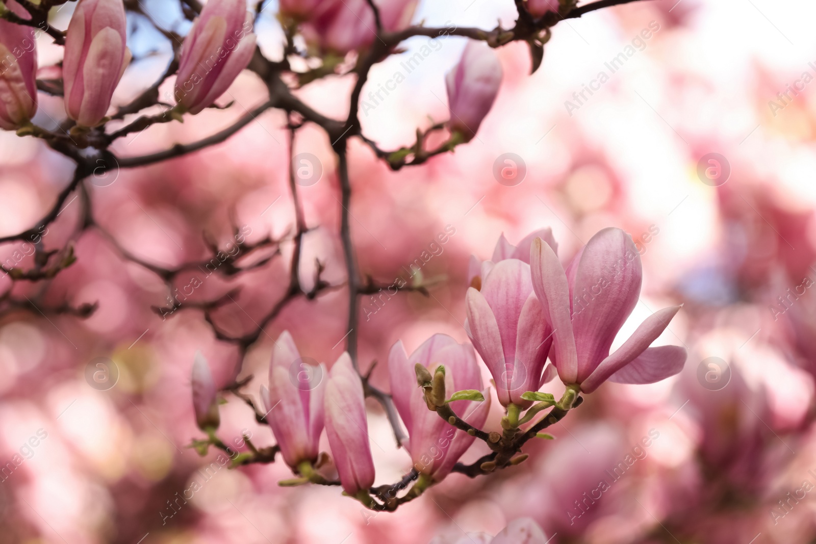 Photo of Beautiful magnolia tree with pink blossom outdoors, closeup. Spring season