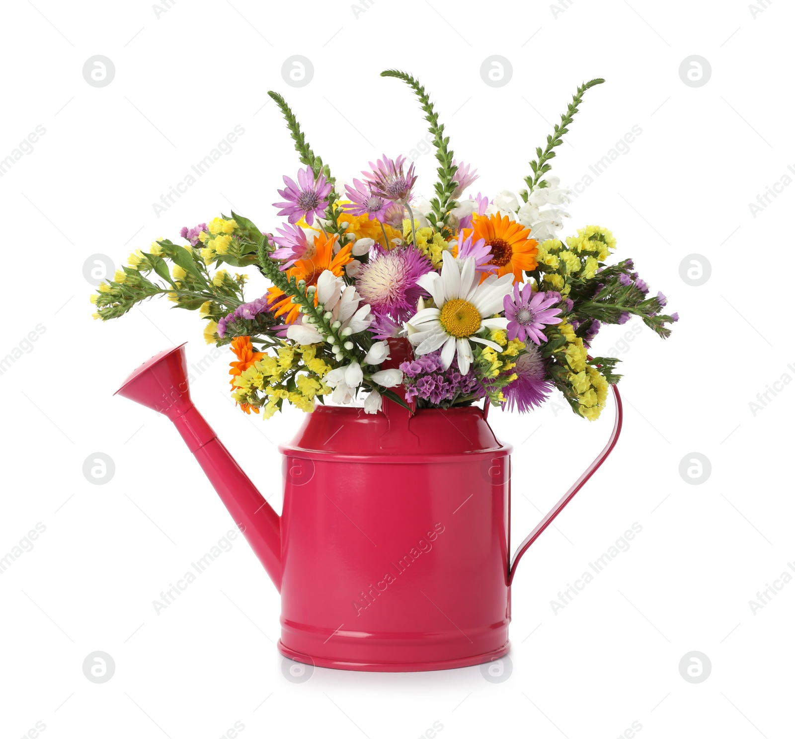 Photo of Watering can with beautiful wild flowers on white background