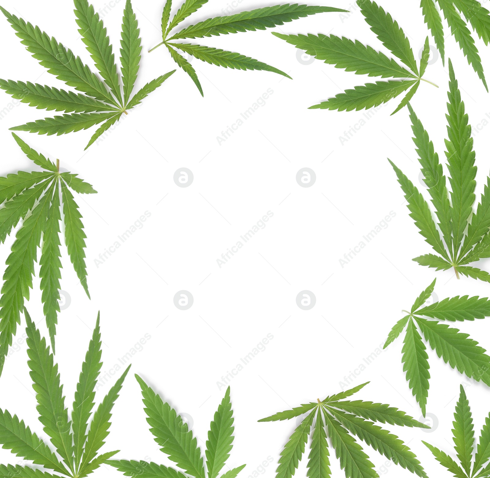 Image of Frame of green hemp leaves on white background 