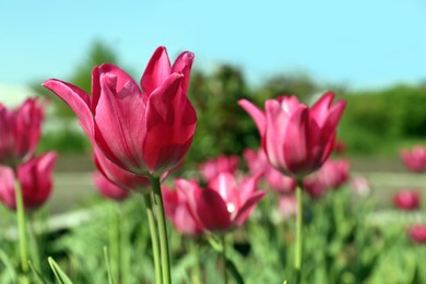 Beautiful pink tulips growing in garden, closeup. Spring season