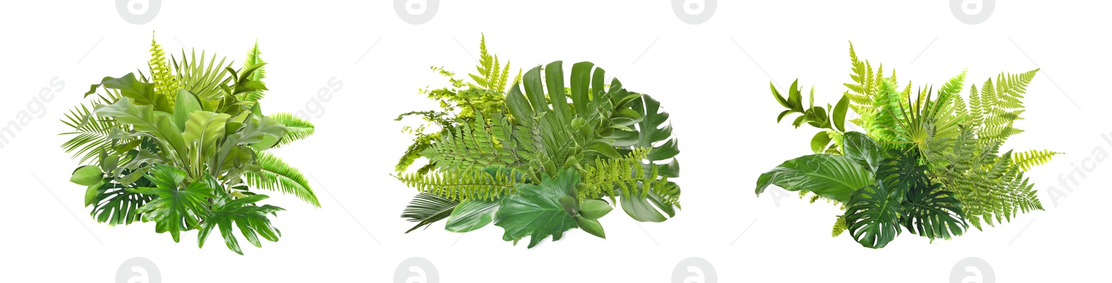 Image of Beautiful composition with fern and other tropical leaves on white background, collage. Banner design