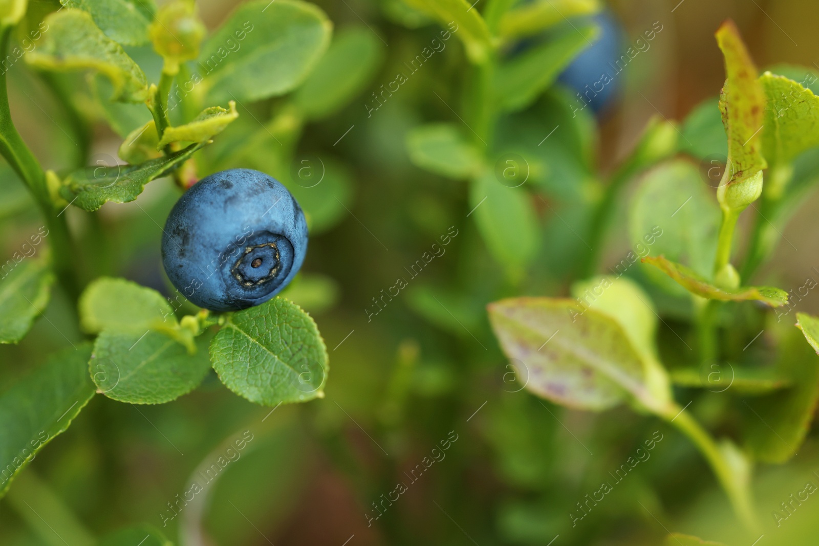 Photo of Ripe bilberry growing in forest, closeup. Space for text