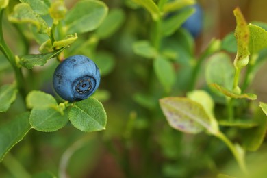 Photo of Ripe bilberry growing in forest, closeup. Space for text