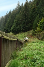 Beautiful countryside landscape with wooden fence and conifer forest