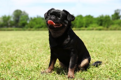Image of Adorable black Petit Brabancon dog sitting on green grass outdoors