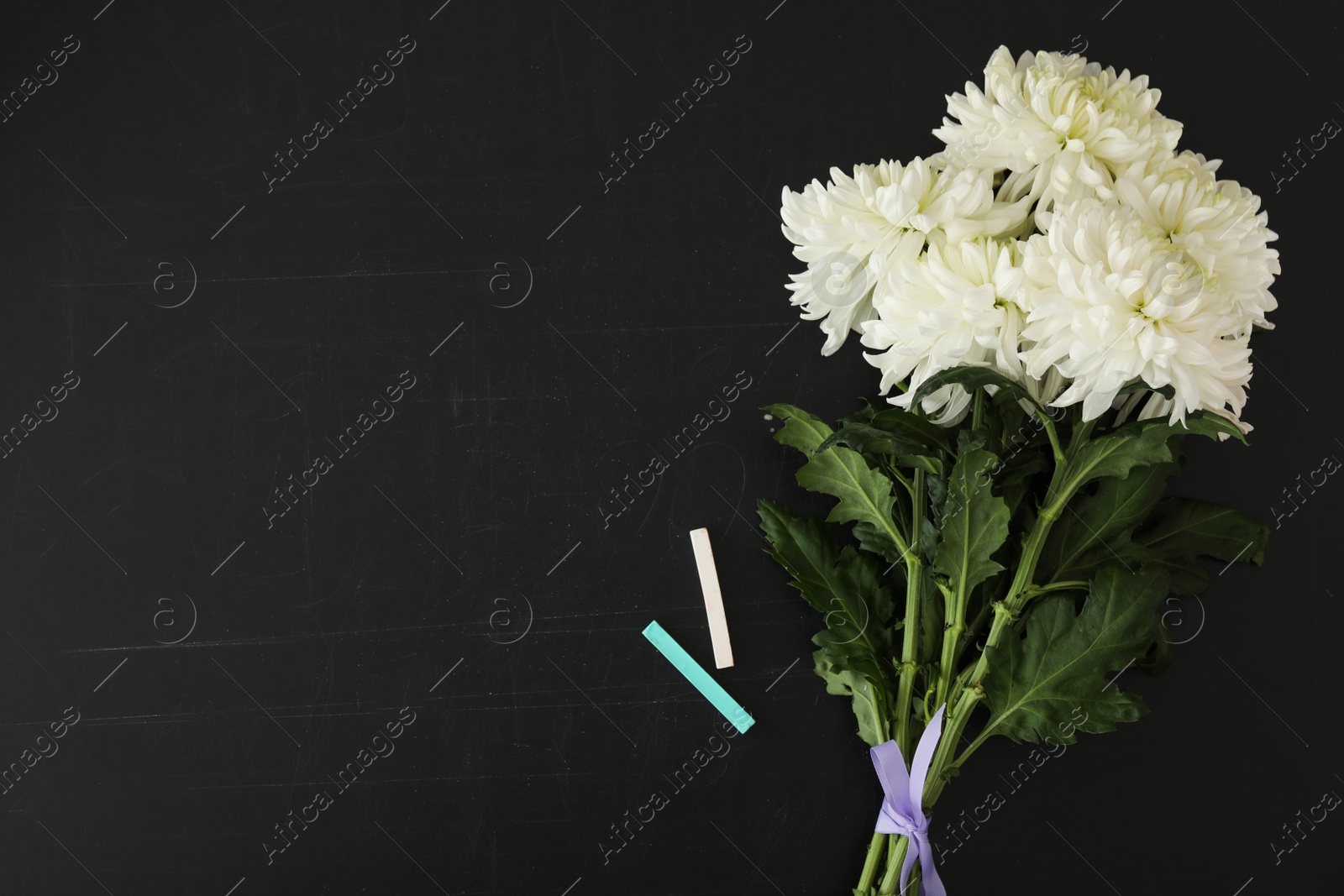 Photo of Chrysanthemum flowers and pieces of chalk on blackboard, flat lay with space for text. Teacher's day