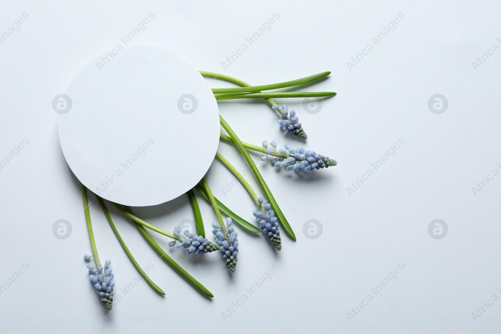 Photo of Beautiful spring muscari flowers and card on light background, flat lay. Space for text