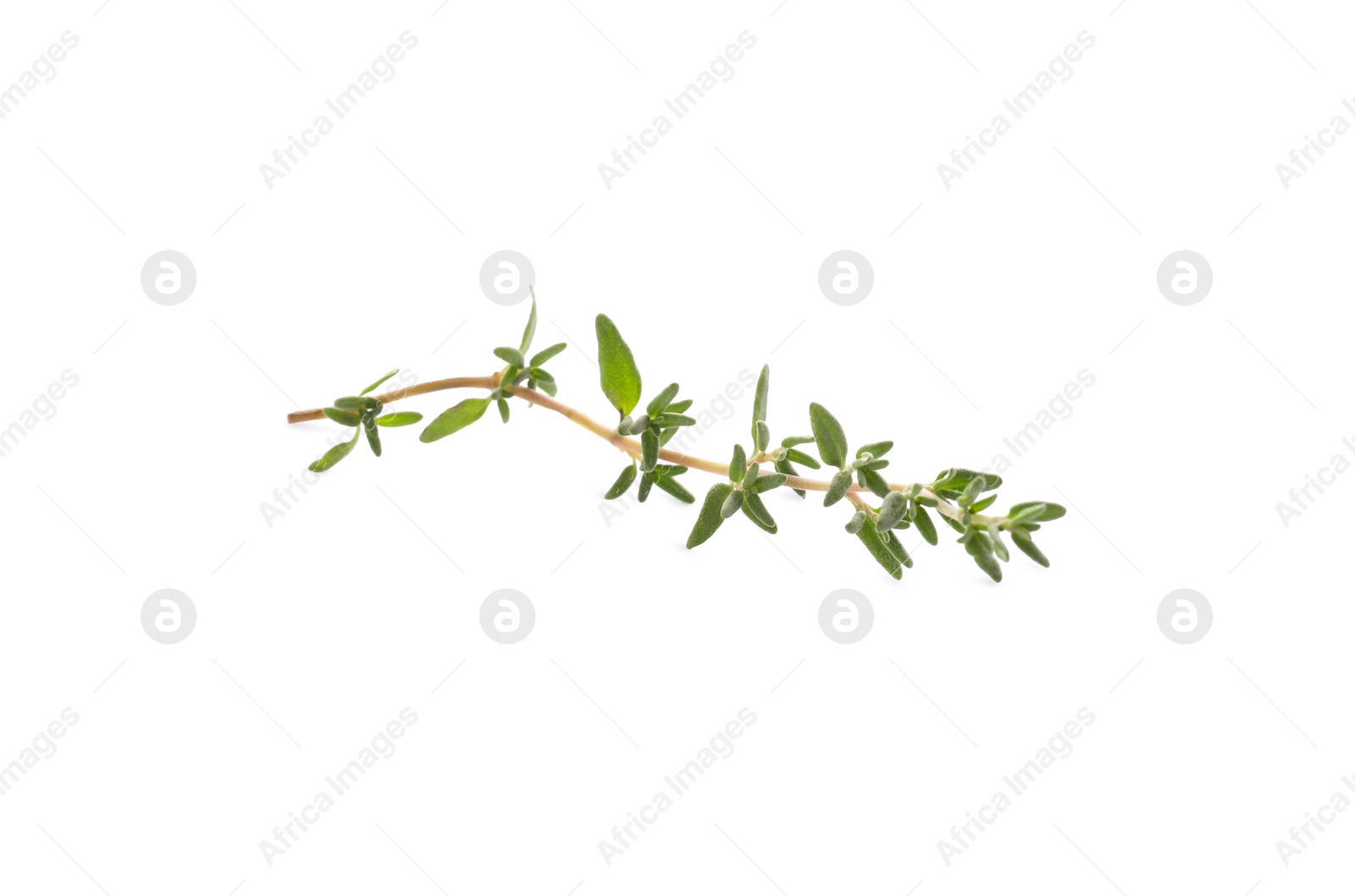 Photo of Fresh green thyme sprig isolated on white