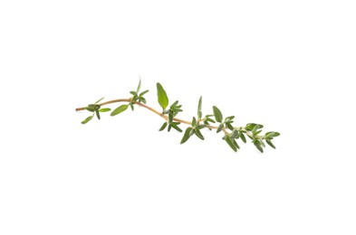 Fresh green thyme sprig isolated on white