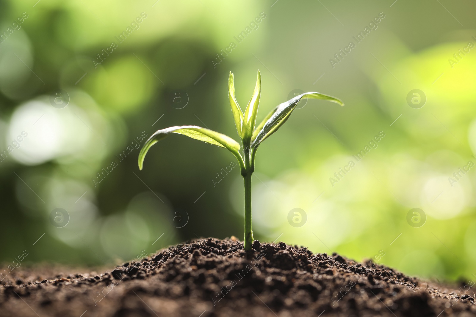 Photo of Young plant in fertile soil on blurred background, space for text. Gardening time