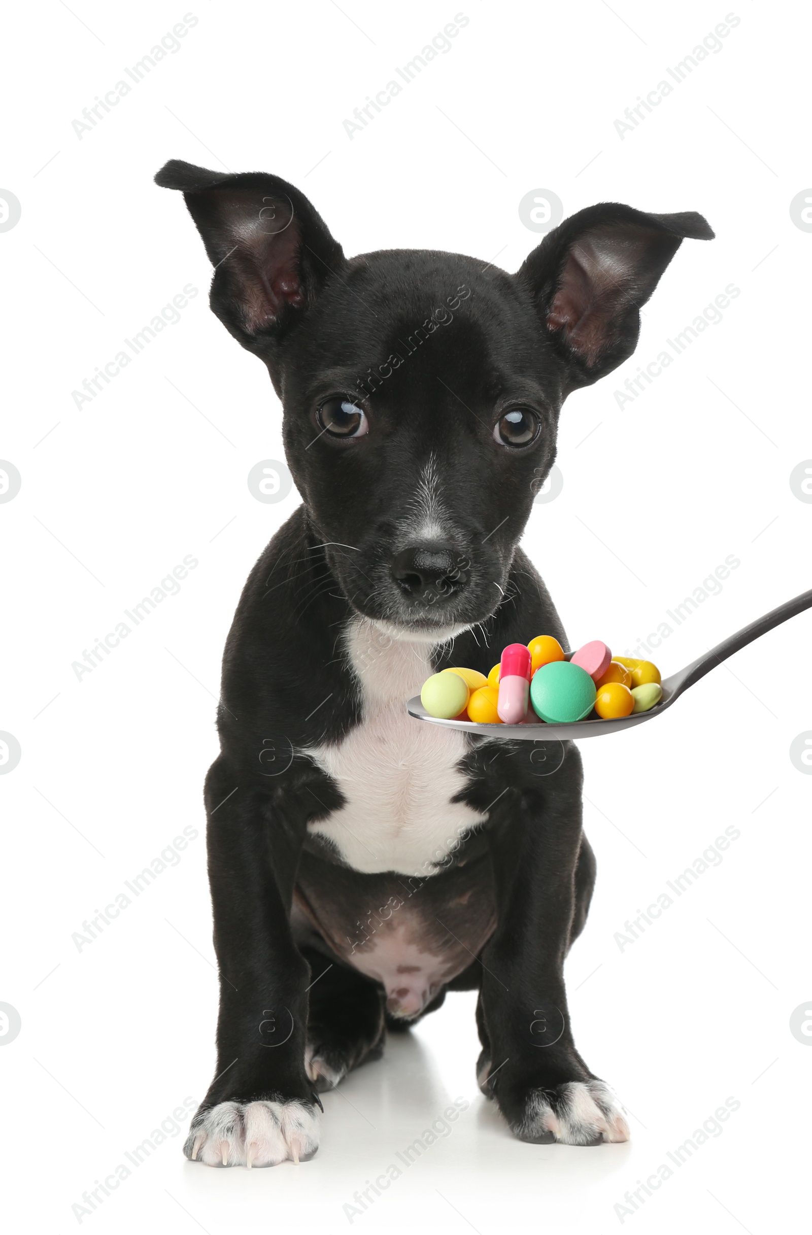 Image of Cute puppy and spoon full of different pills on white background. Vitamins for animal 