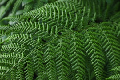 Photo of Green fern growing in forest, closeup view