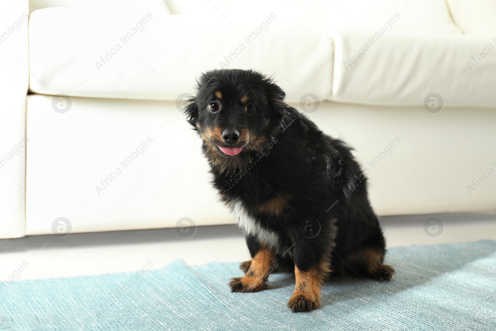 Photo of Stressed dog at home. Domestic violence against pets