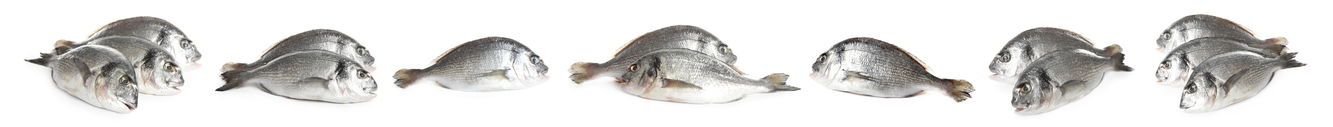 Set of fresh raw dorada fish on white background