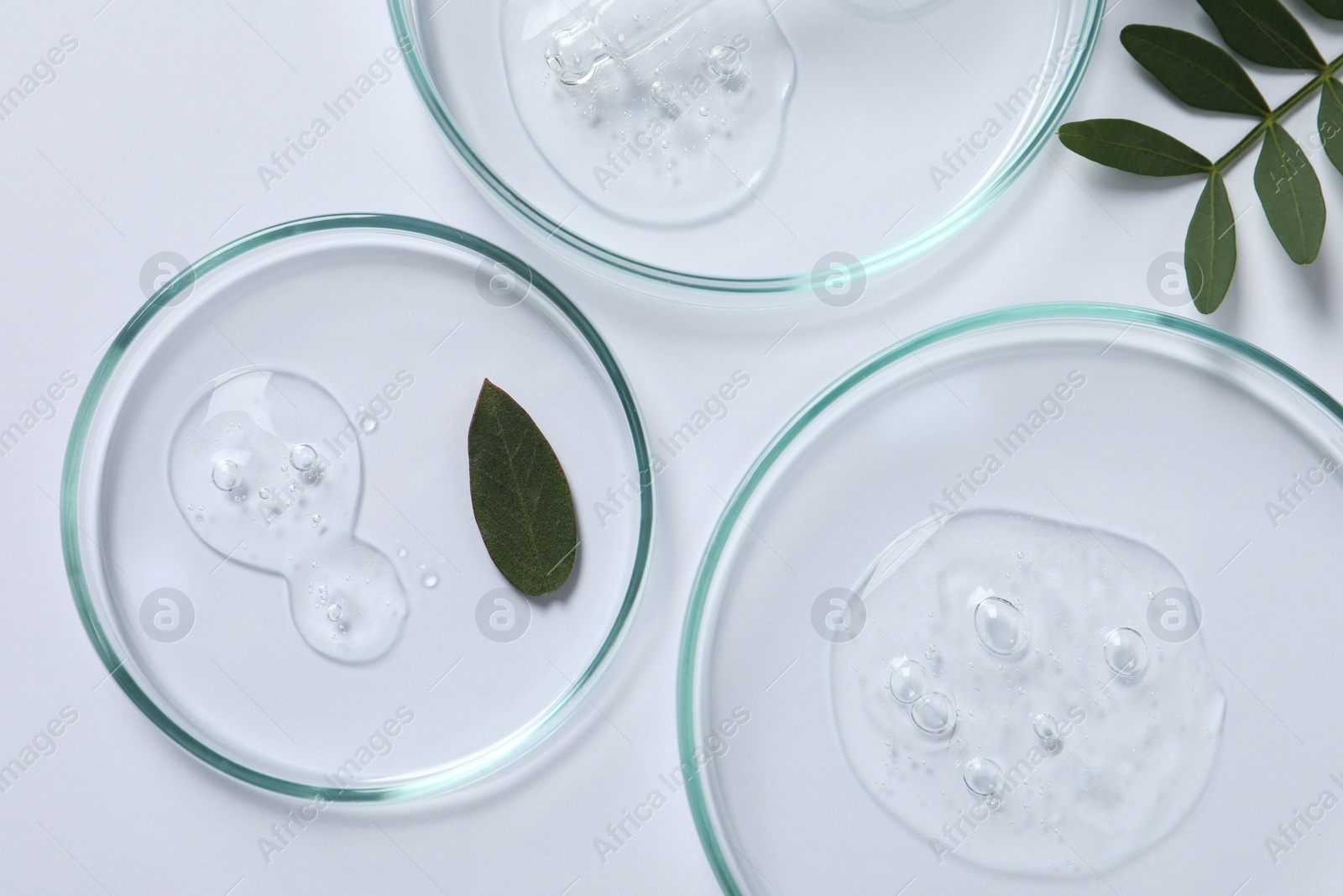 Photo of Petri dishes with samples of cosmetic oil and green leaves on white background, flat lay