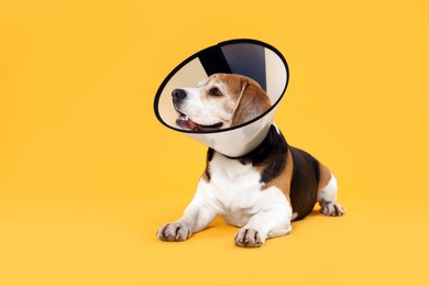 Photo of Adorable Beagle dog wearing medical plastic collar on orange background