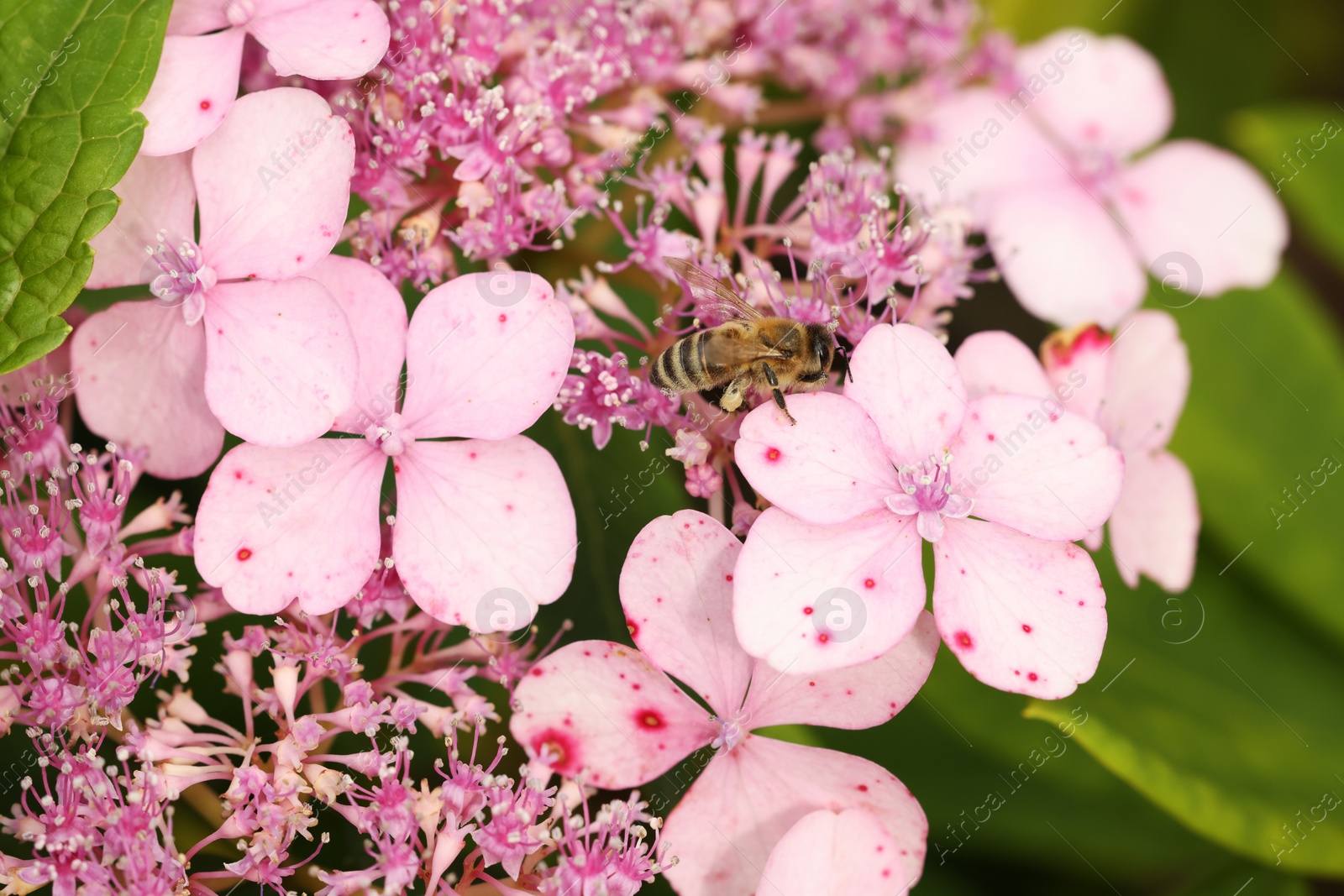 Photo of Honeybee collecting pollen from beautiful flowers outdoors, closeup