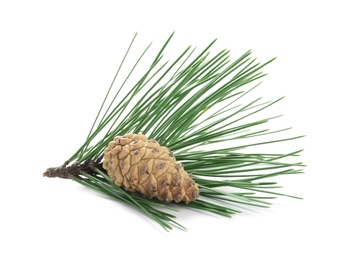 Photo of Green pine branch with cone isolated on white