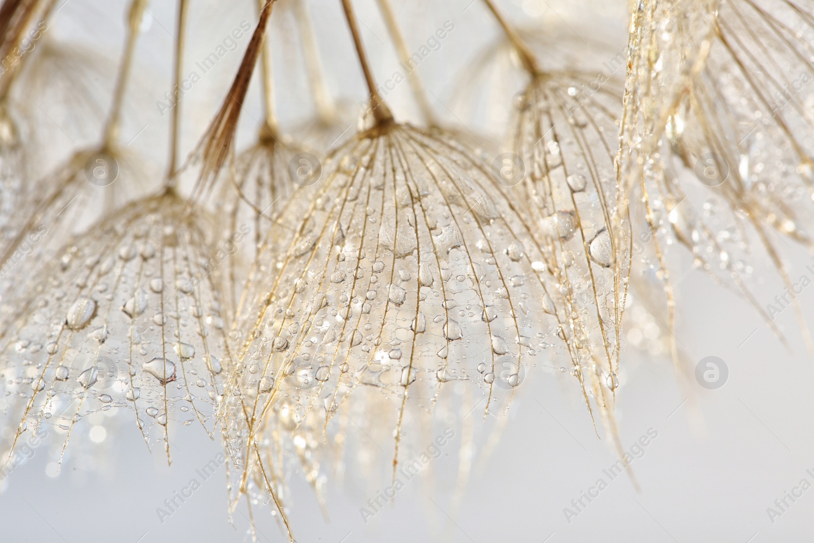 Photo of Dandelion seeds on light background, close up