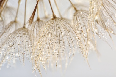 Dandelion seeds on light background, close up