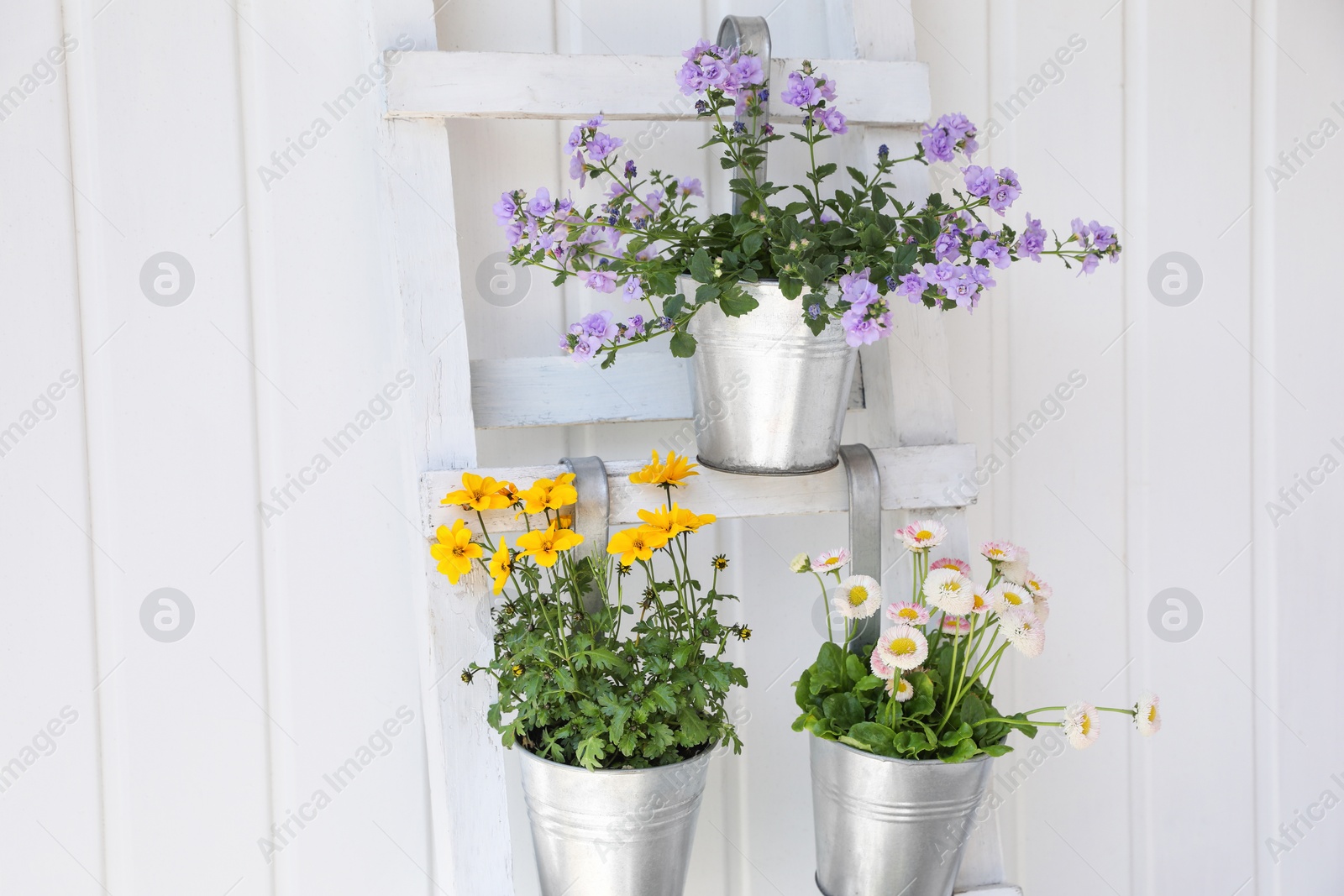 Photo of Beautiful flowers in pots on wooden ladder near white wall. Seasonal gardening
