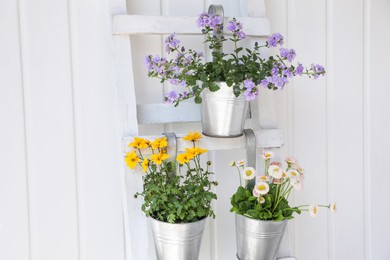 Beautiful flowers in pots on wooden ladder near white wall. Seasonal gardening