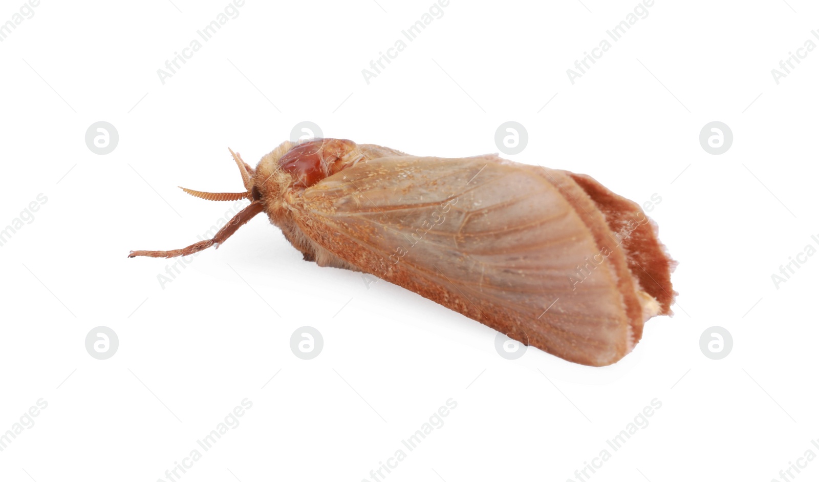 Photo of Brown common clothing moth isolated on white