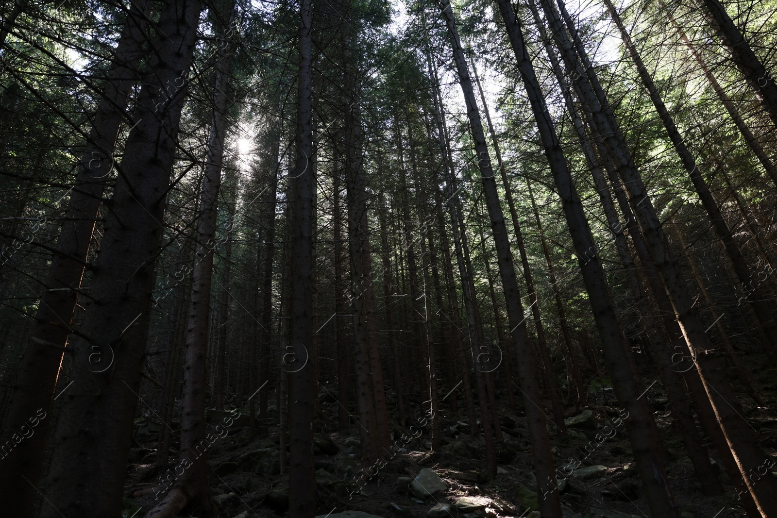 Photo of Picturesque view of beautiful coniferous forest on hill