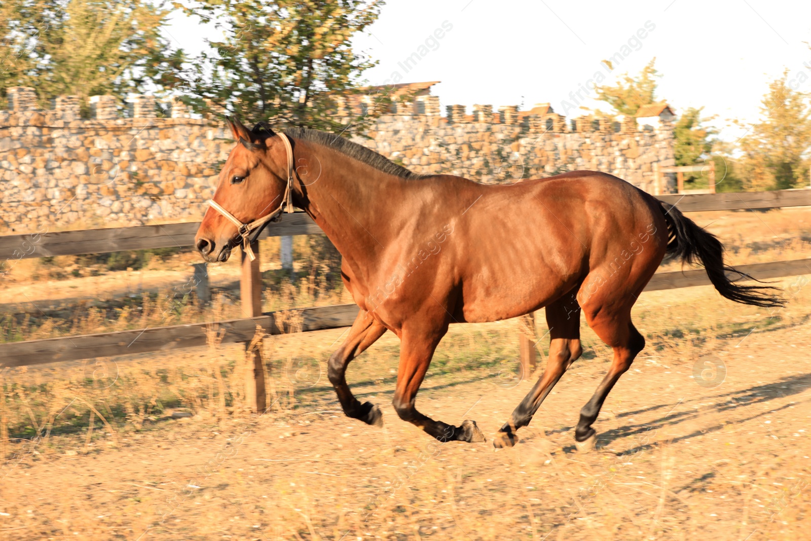 Photo of Chestnut horse outdoors on sunny day. Beautiful pet