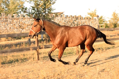 Chestnut horse outdoors on sunny day. Beautiful pet